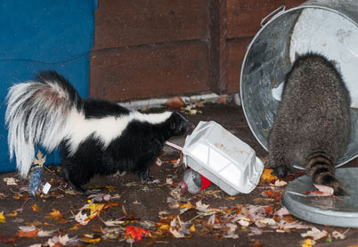 Raccoon climbing home Raccoon climbing home